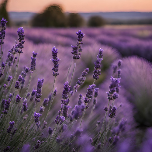 Evening Lavender Candle