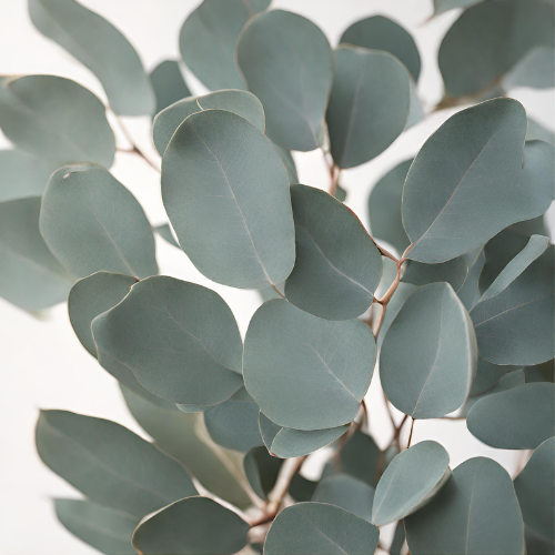 Eucalyptus Candle
